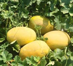 Дыня Дейра F1 500 семян. (Enza Zaden)