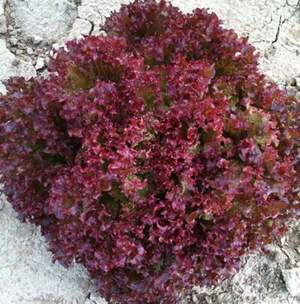 Салат Обзорка 5000 семян. (Enza Zaden)