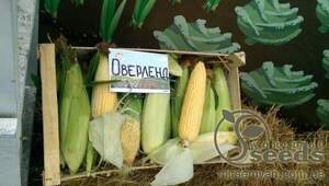 Кукурудза цукрова Оверленд F1 1 кг (Syngenta) Кукурудза цукрова Оверленд F1 1 кг (Syngenta)