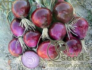 Насіння цибулі Ред Булл F1 250 000 с. Бейо (Bejo) Насіння цибулі Ред Булл F1 250 000 с. Бейо (Bejo)