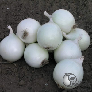 Цибуля Цибуля