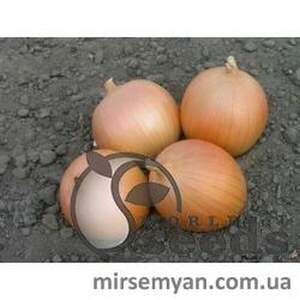 Цибуля Цибуля