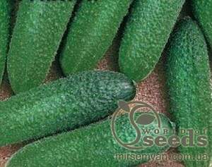 Огірок «Діригент» F1 250 с. Рік Цваан, (Rijk Zwaan)