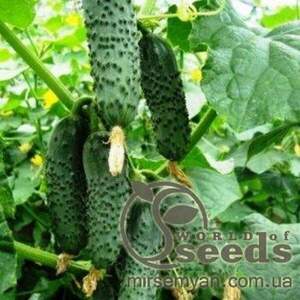 Огірок «Чайковський» F1 250 с. Рік Цваан, (Rijk Zwaan)