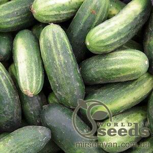 Огірок «Пуччіні» F1 50г Рійк Цваан (Rijk Zwaan)