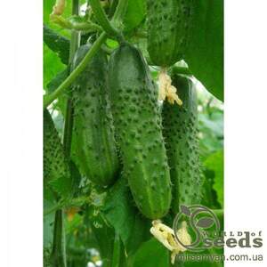 Огірок «Маєстоза» F1 1000 с. Рійк Цваан, (Rijk Zwaan)