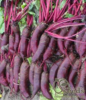 Буряк столовий 