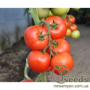 Томат «Абелус» F1 1000 с. Рік Цваан, (Rijk Zwaan) Томат «Абелус» F1 1000 с. Рік Цваан, (Rijk Zwaan)