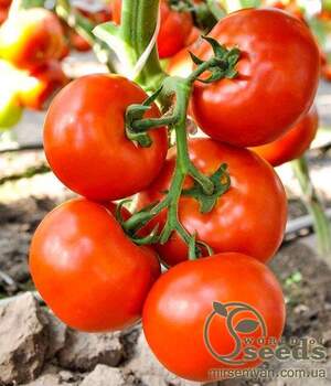 Томат «Чінто» F1 1000 с. Рік Цваан, (Rijk Zwaan) Томат «Чінто» F1 1000 с. Рік Цваан, (Rijk Zwaan)