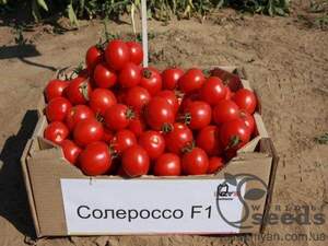 Томат «Солероссо» F1 25000 семена Нунемс (Nunhems) Томат «Солероссо» F1 25000 семена Нунемс (Nunhems)