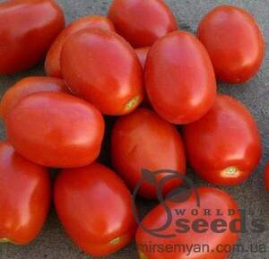 Томат «Адванс» F1 (драже) 25 000 семена Нунемс (Nunhems)