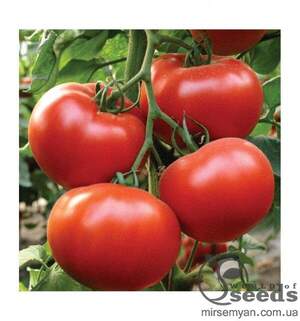 Томат «Аксіома» F1 500 семена Нунемс (Nunhems)
