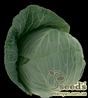 Капуста білокачанна середньостигла «Такома» F1 2500 с. калібр. Рік Цван, (Rijk Zwaan)