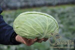 Капуста білокачанна середньостигла «Мультима» F1 2500 с. Рік Цван, (Rijk Zwaan)