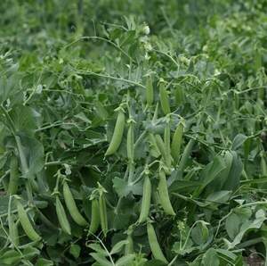 Горох цукровий Шугар Флеш 100 000н. , Syngenta Горох цукровий Шугар Флеш 100 000н. , Syngenta