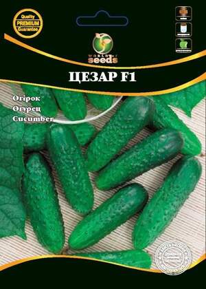 Огірок Огірок