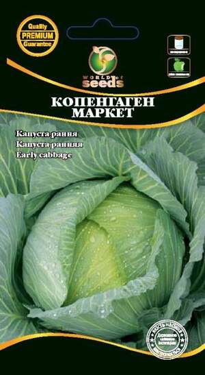 Капуста білокачанна середньораня Капуста білокачанна середньораня