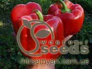 Перець Перець