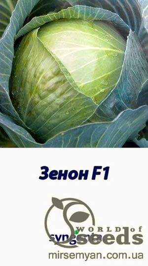Капуста Зенон F1 2500 нас. (Syngenta) Капуста Зенон F1 2500 нас. (Syngenta)