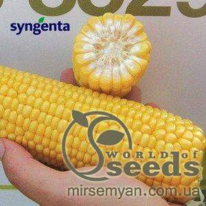 Кукурудза цукрова GSS 8529 F1 100000 насінин (Syngenta) Кукурудза цукрова GSS 8529 F1 100000 насінин (Syngenta)