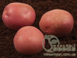 Насіннєвий сорт картоплі Насіннєвий сорт картоплі