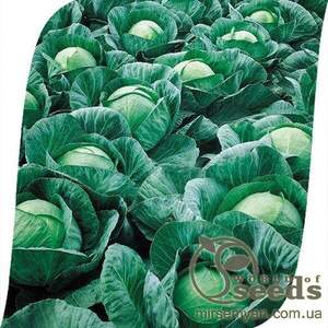 Капуста білокачанна Капуста білокачанна