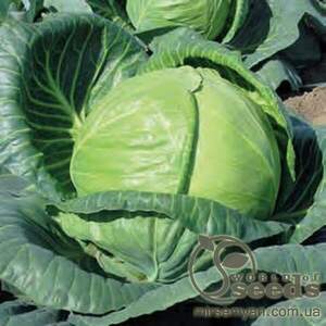 Капуста білокачанна Капуста білокачанна