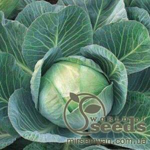 Капуста білокачанна Капуста білокачанна