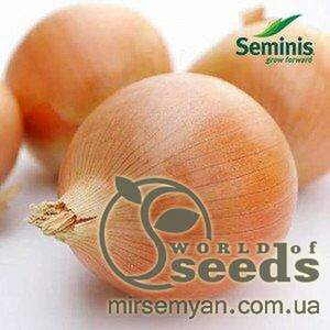 Цибуля Цибуля