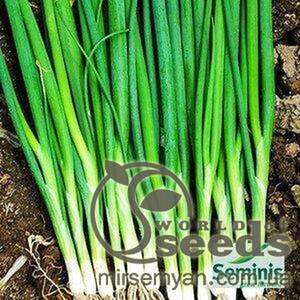 Цибуля на перо Цибуля на перо