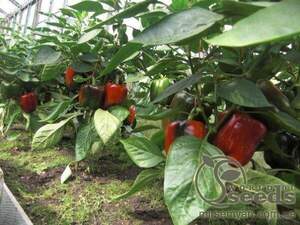 Насіння перцю Насіння перцю