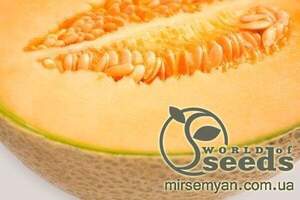 Диня середньо-пізня Диня середньо-пізня