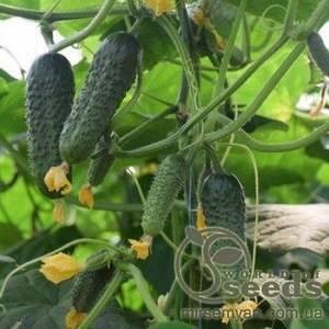 Огірок Огірок