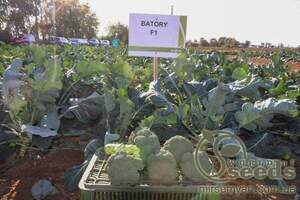 Капуста цвітна Баторі F1 (Batory F1) 2 500 н. Сингента (Syngenta) Капуста цвітна Баторі F1 (Batory F1) 2 500 н. Сингента (Syngenta)