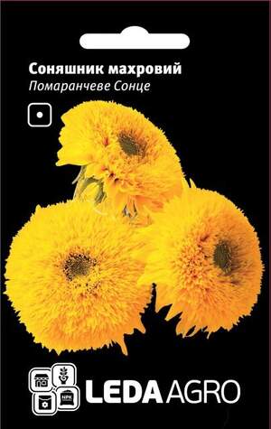 Соняшник махровий Соняшник махровий