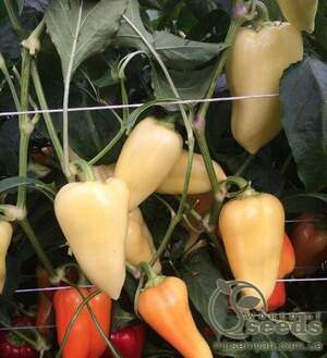 Перець Хаскі F1 500 нас. (Enza Zaden)