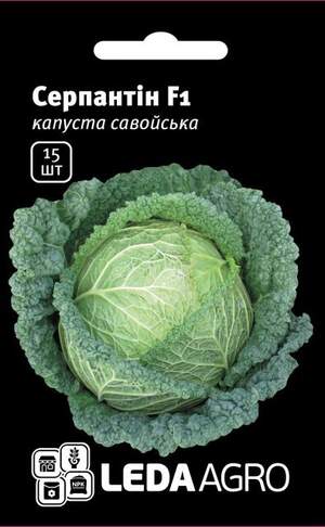 Капуста савойська Капуста савойська