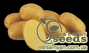 Насіннєвий сорт картоплі 