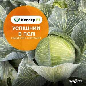 Капуста Кеплер F1 (SGW0437) 2500н. Syngenta Капуста Кеплер F1 (SGW0437) 2500н. Syngenta