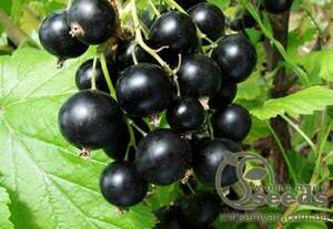 Саджанці Смородини чорної Вернісаж Саджанці Смородини чорної Вернісаж