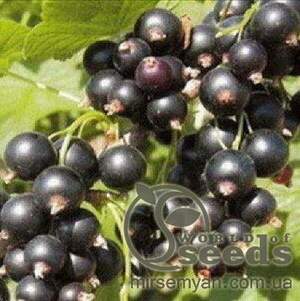 Саджанці Смородини чорної Санюта Саджанці Смородини чорної Санюта