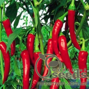 Перець Перець