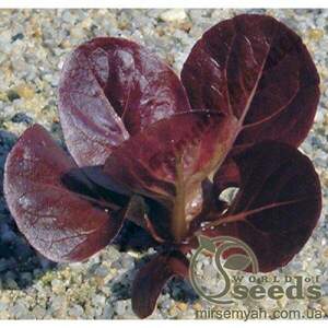 Салат Салат