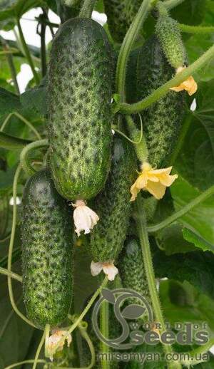 Огірок Огірок