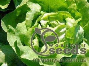 Салат Салат