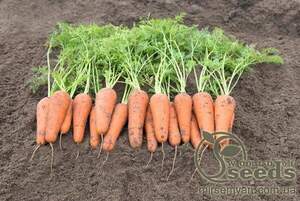 Морква Кесена F1 (1,8-2,0 мм) 100 000 с. Бейо (Bejo)