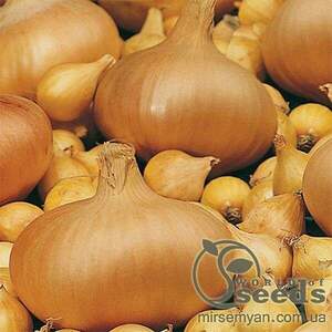 Цибуля саджанка озима Штутгартер Стенфілд/ Stuttgarter Stenfild 0.5 кг Netherlands