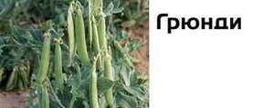 Горох овочевий Грунді - 100 г. (Syngenta) WoS Горох овочевий Грунді - 100 г. (Syngenta) WoS