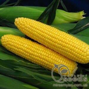 Кукурудза цукрова Тусон F1 – 1 кг. (Syngenta) Кукурудза цукрова Тусон F1 – 1 кг. (Syngenta)