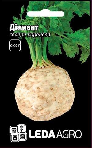 Селера кореневої Селера кореневої